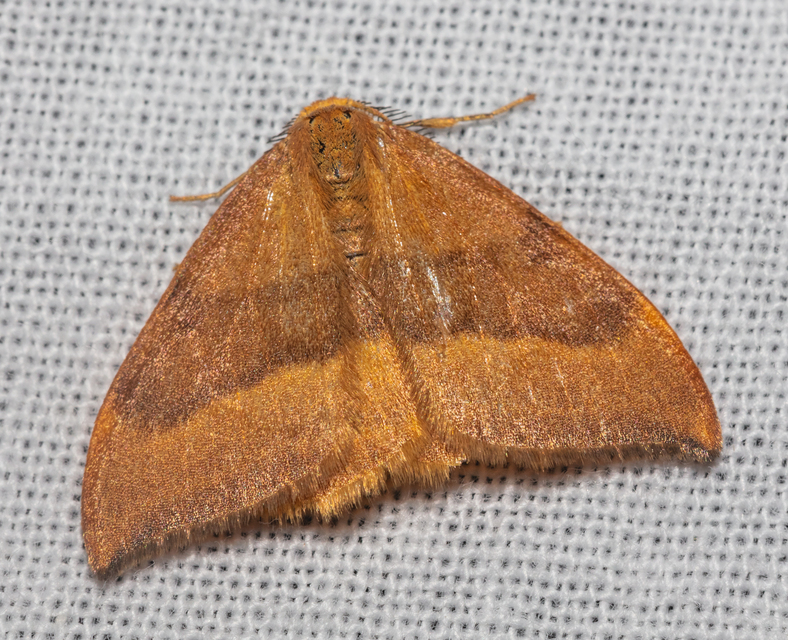 Watsonalla cultraria - bükkfa-sarlósszövő