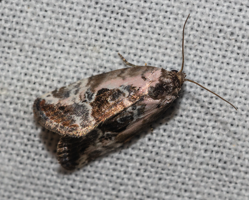 Hapalotis venustula - rózsaszínű mázasbagoly