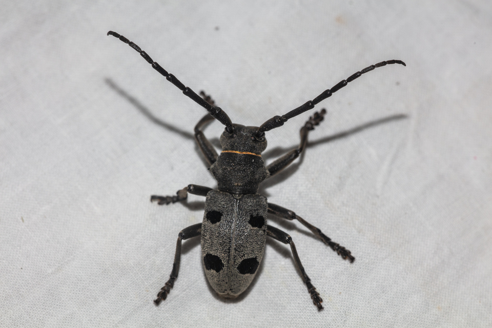 Morimus asper funereus - gyászcincér