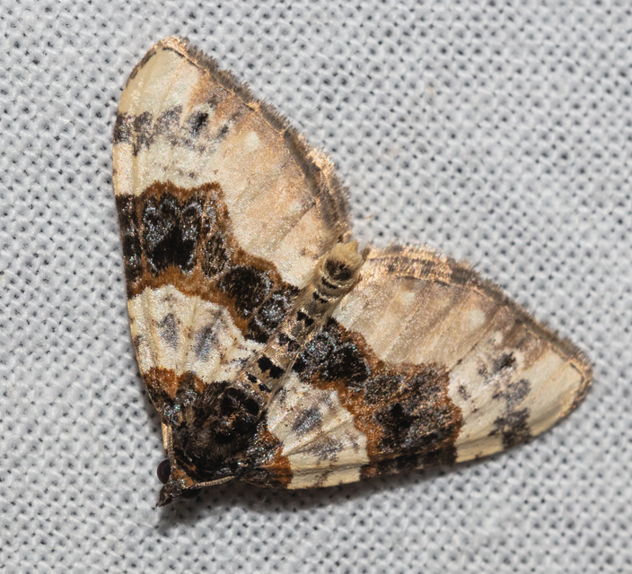 Cosmorhoe ocellata - szemes galajaraszoló