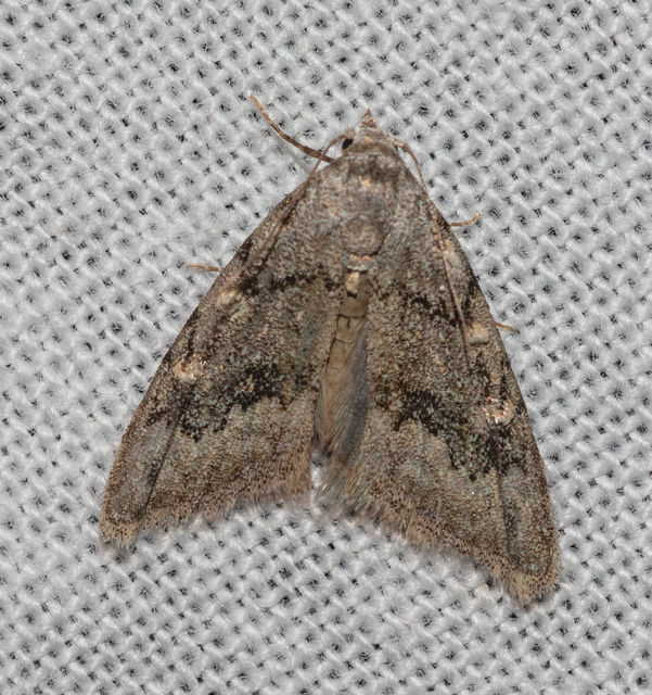 Nola cicatricalis - szürke pamacsosszövő