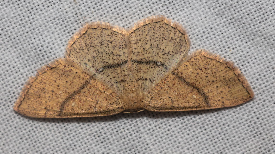 Cyclophora ruficiliaria - vörösrojtú pettyesaraszoló