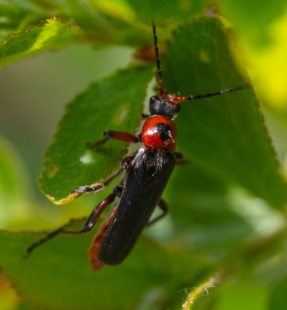 Cantharis rustica - suszterbogár