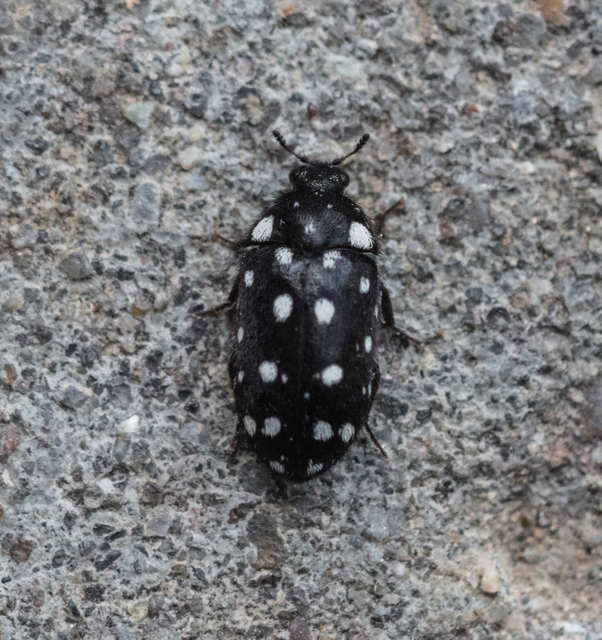 Lanorus punctatus - sokpettyes szűcsbogár