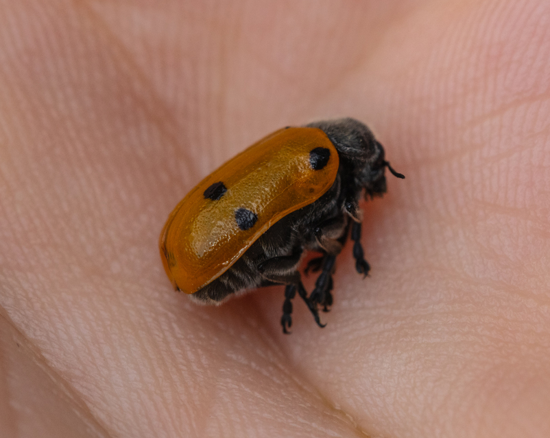 Lachnaia sexpunctata - szőrösnyakú zsákhordóbogár