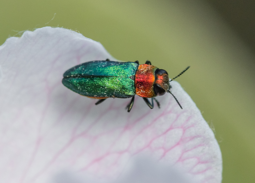 Anthaxia nitidula - ragyogó virágdíszbogár