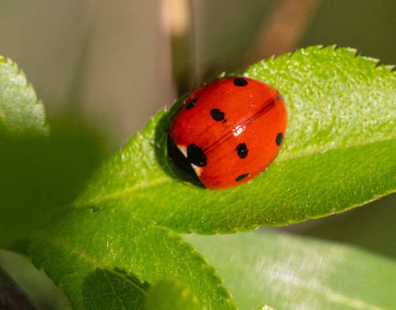 Coccinella septempunctata - hétpettyes katica