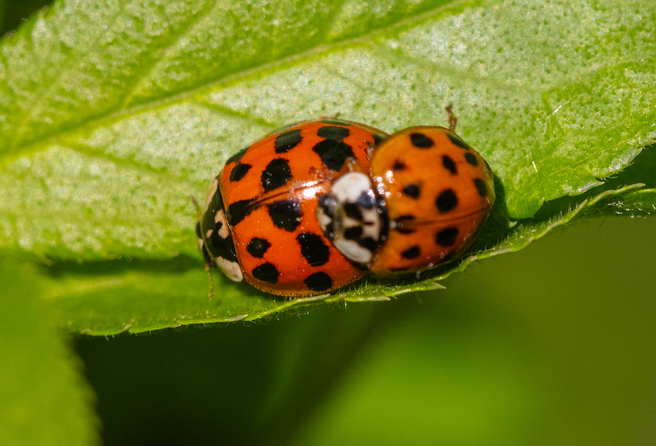 Harmonia axyridis - harlekinkatica