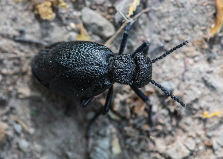 Meloe cicatricosus - óriásnünüke