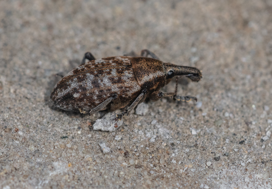 Lepyrus capucinus - pettyes fűzormányos
