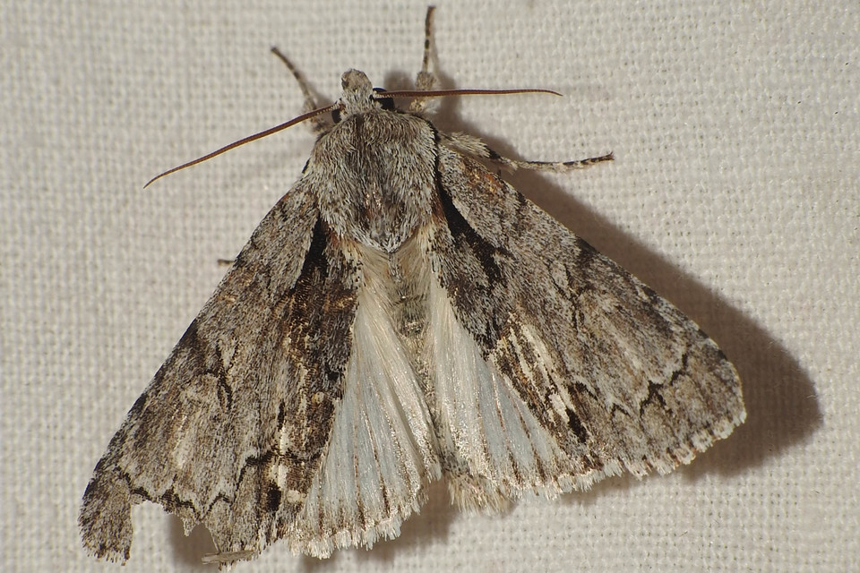 Acronicta cuspis/tridens/psi