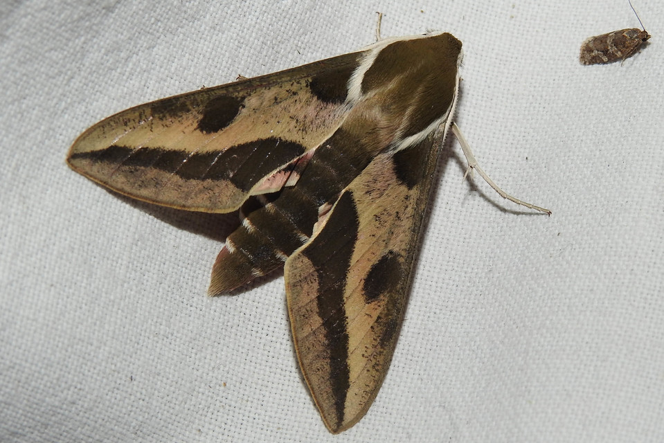 Hyles euphorbiae - kutyatejszender