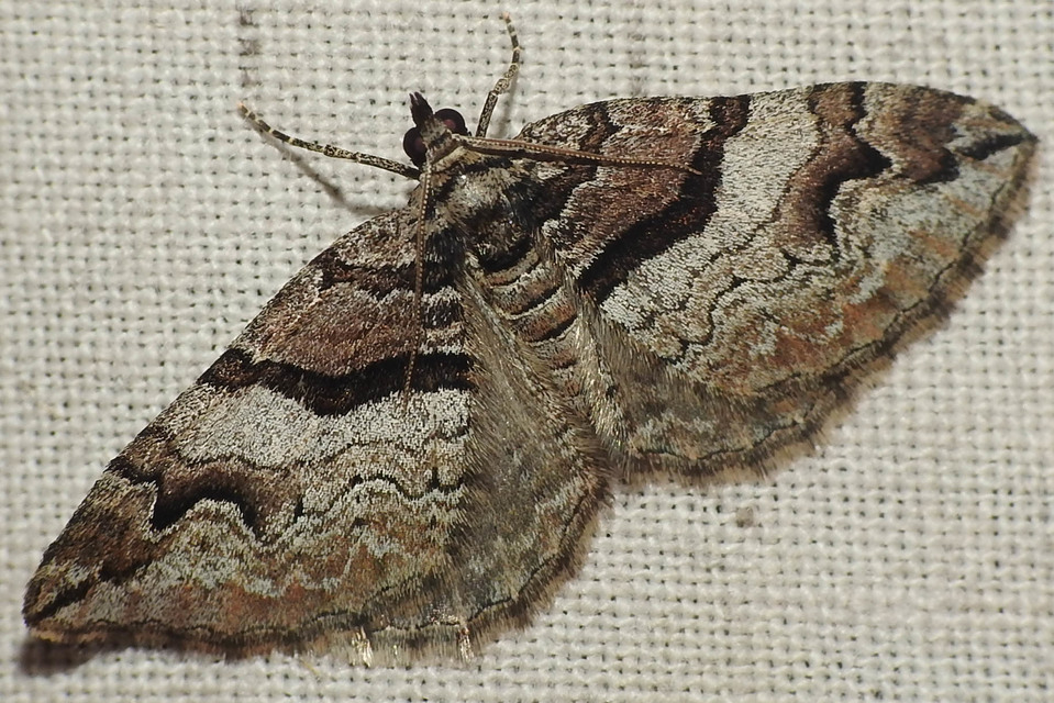 Pareulype berberata - sóskafa-tarkaaraszoló