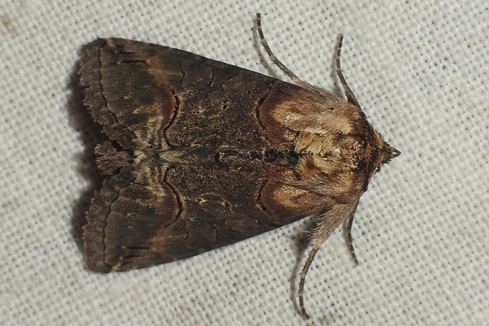 Abrostola triplasia - közönséges csalánbagoly