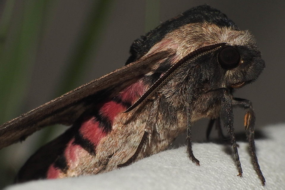 Sphinx ligustri - fagyalszender