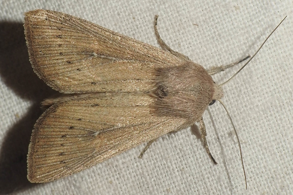 Leucania obsoleta - pontozott rétibagoly