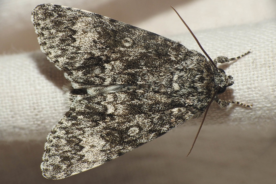 Acronicta megacephala - nagyfejű szigonyosbagoly