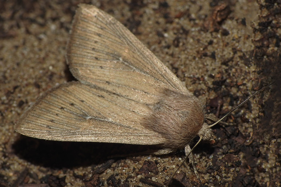 Leucania obsoleta - pontozott rétibagoly