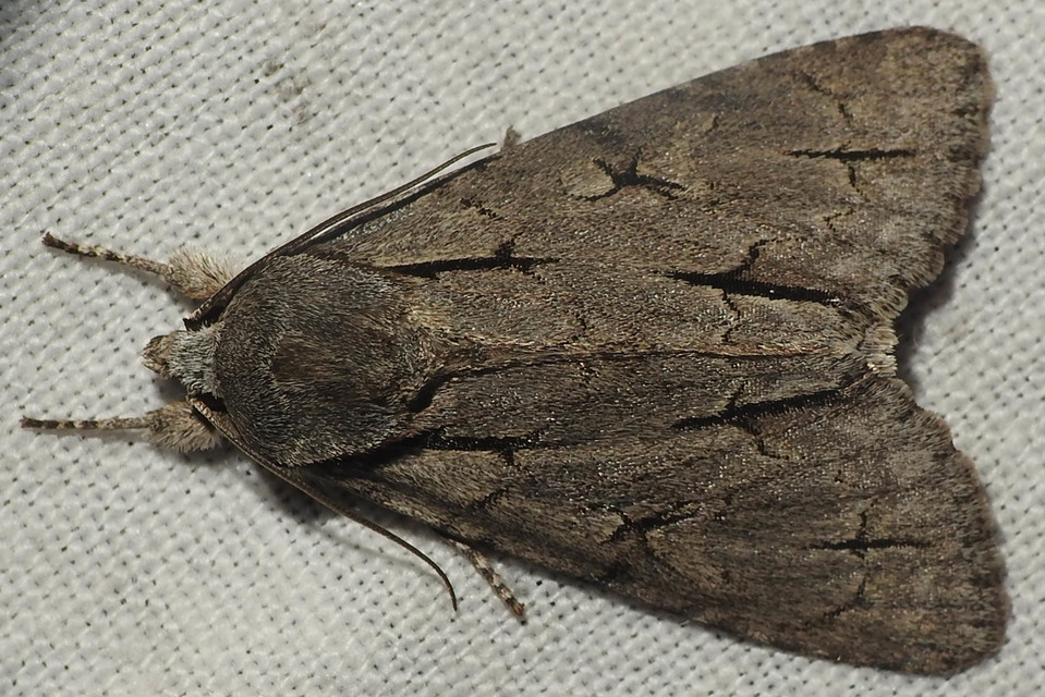 Acronicta cuspis/tridens/psi