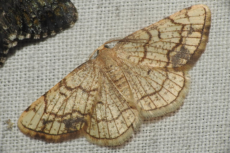 Stegania dilectaria - fehérnyár-araszoló