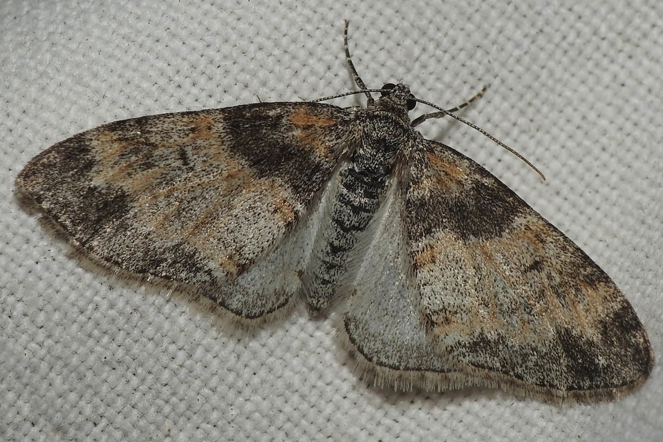 Lobophora halterata - szárnyfüggelékes araszoló