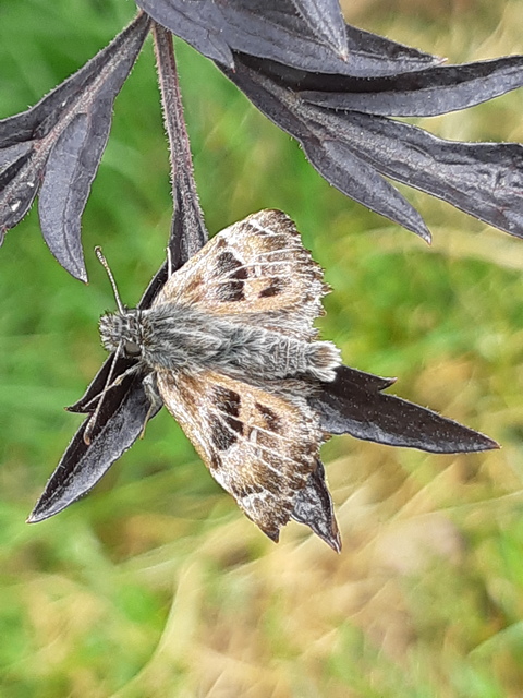 Carcharodus alceae - mályva-busalepke