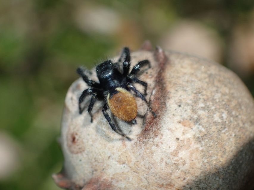 Carrhotus xanthogramma - rozsdás ugrópók
