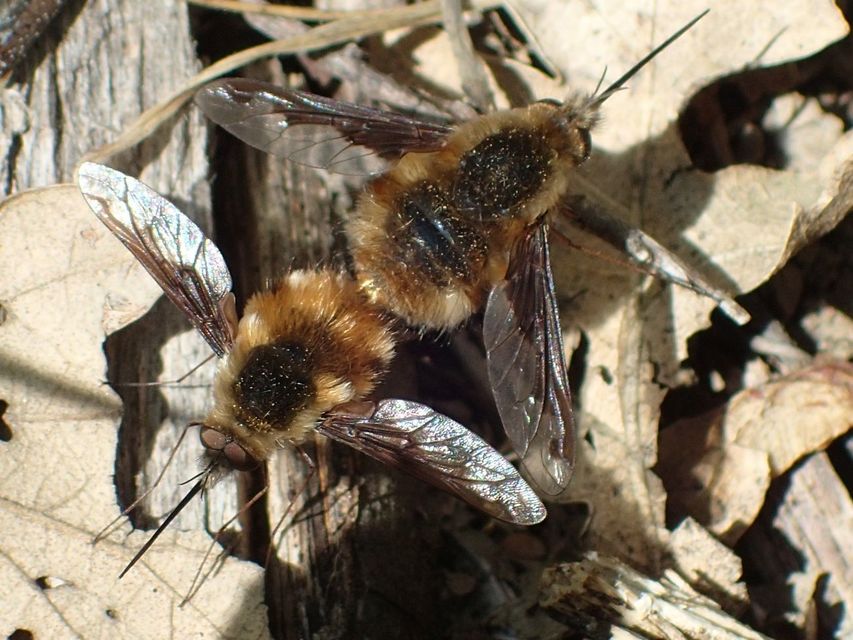 Bombylius major - szegélyes pöszörlégy