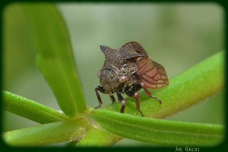 Centrotus cornutus - szarvaskabóca