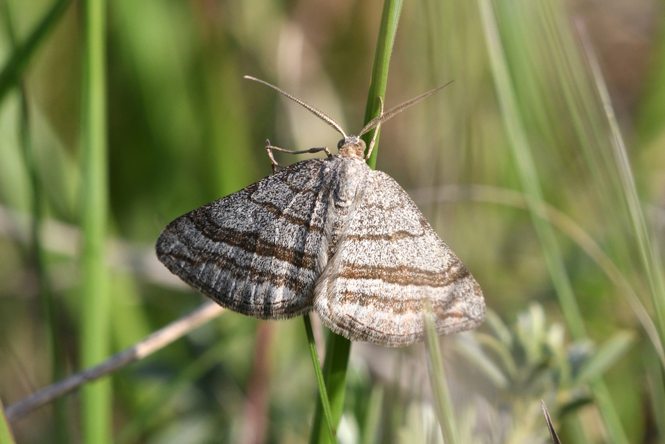 Scotopteryx coarctaria - vonalkás araszoló