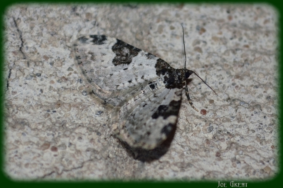 Xanthorhoe fluctuata - közönséges tarkaaraszoló