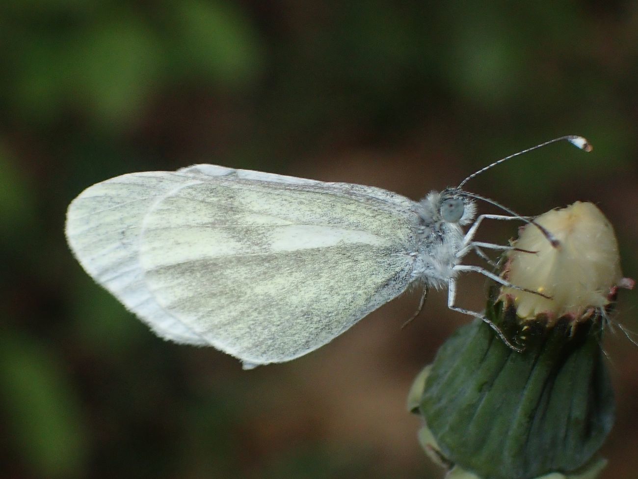 Leptidea sinapis/juvernica