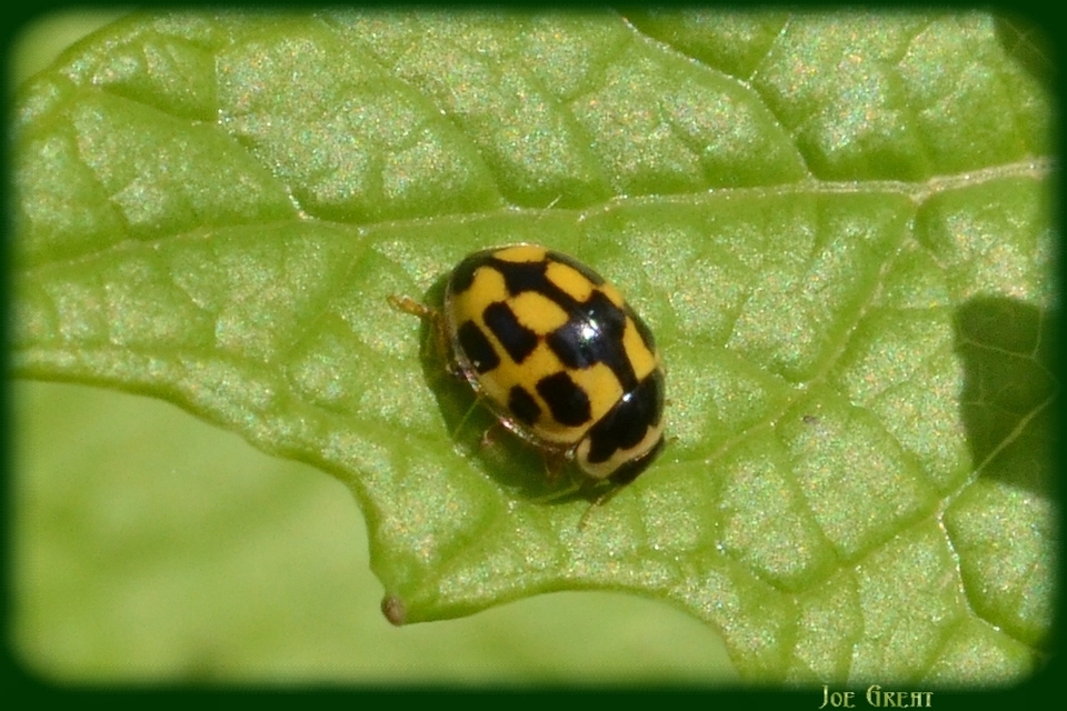 Propylea quatuordecimpunctata - tizennégypettyes füsskata