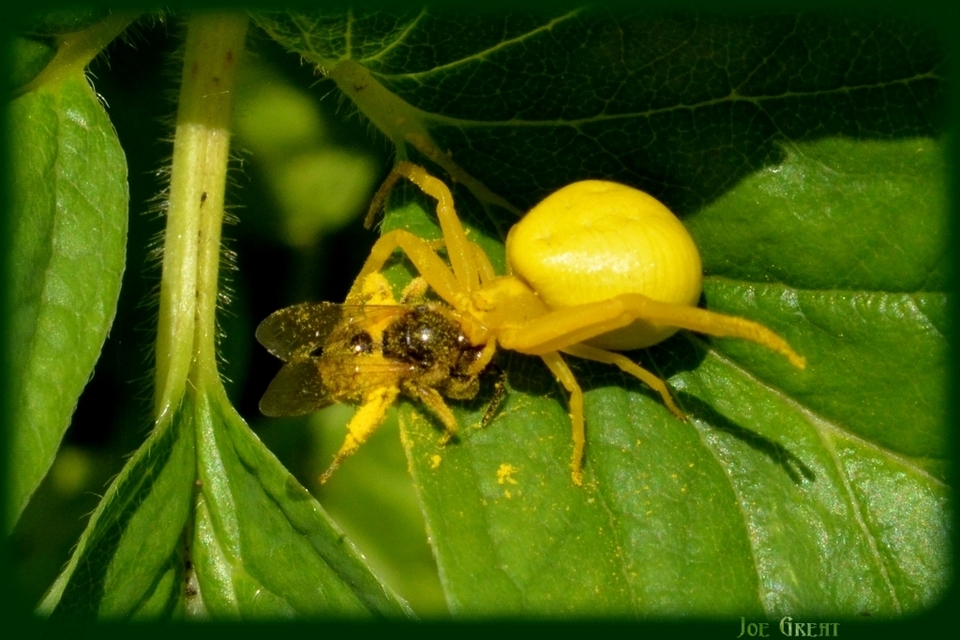 Misumena vatia - viráglakó karolópók