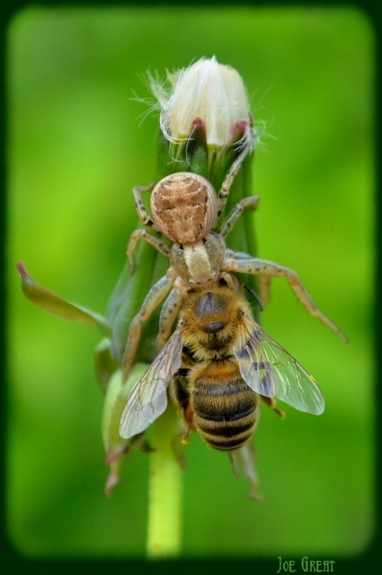 Xysticus