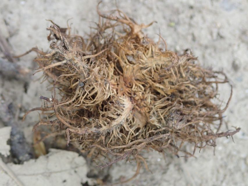 Andricus caputmedusae - medúzafej-gubacsdarázs