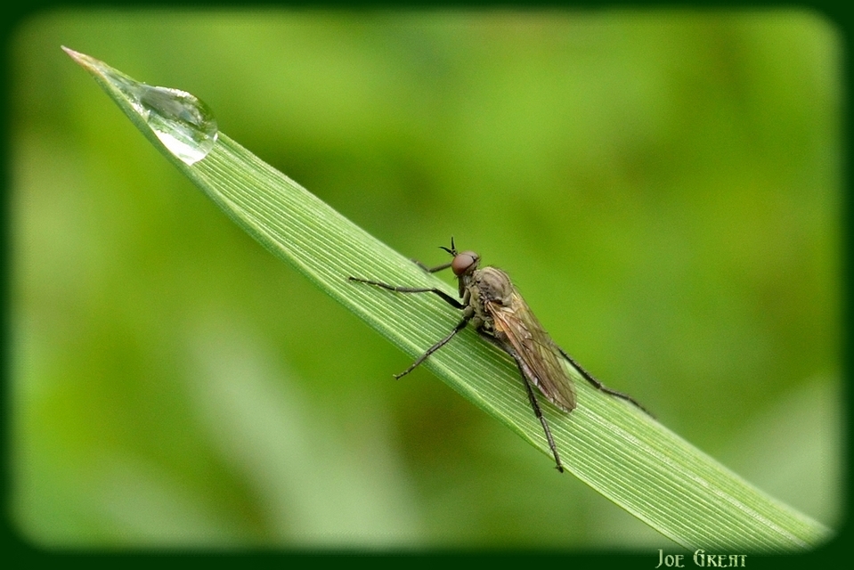 Empididae - táncoslegyek