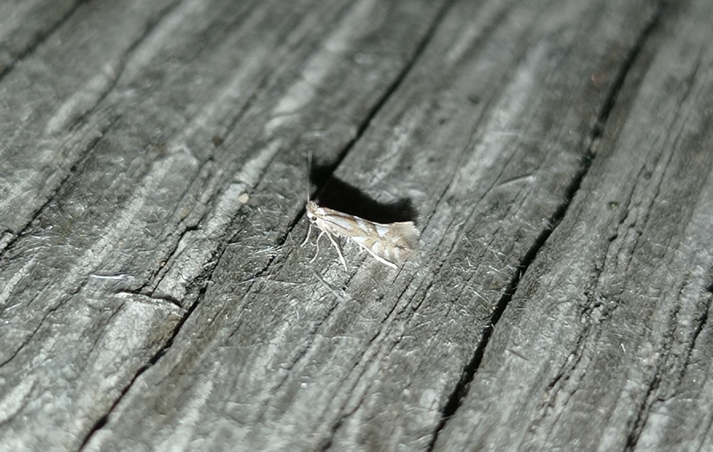Phyllonorycter