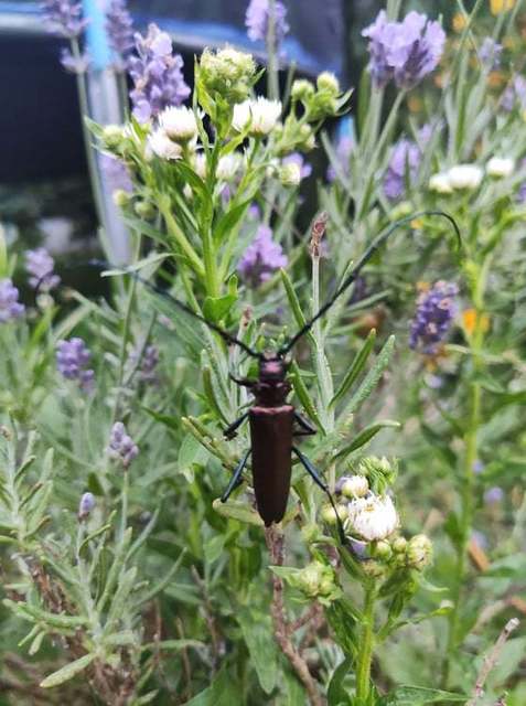 Aromia moschata - pézsmacincér