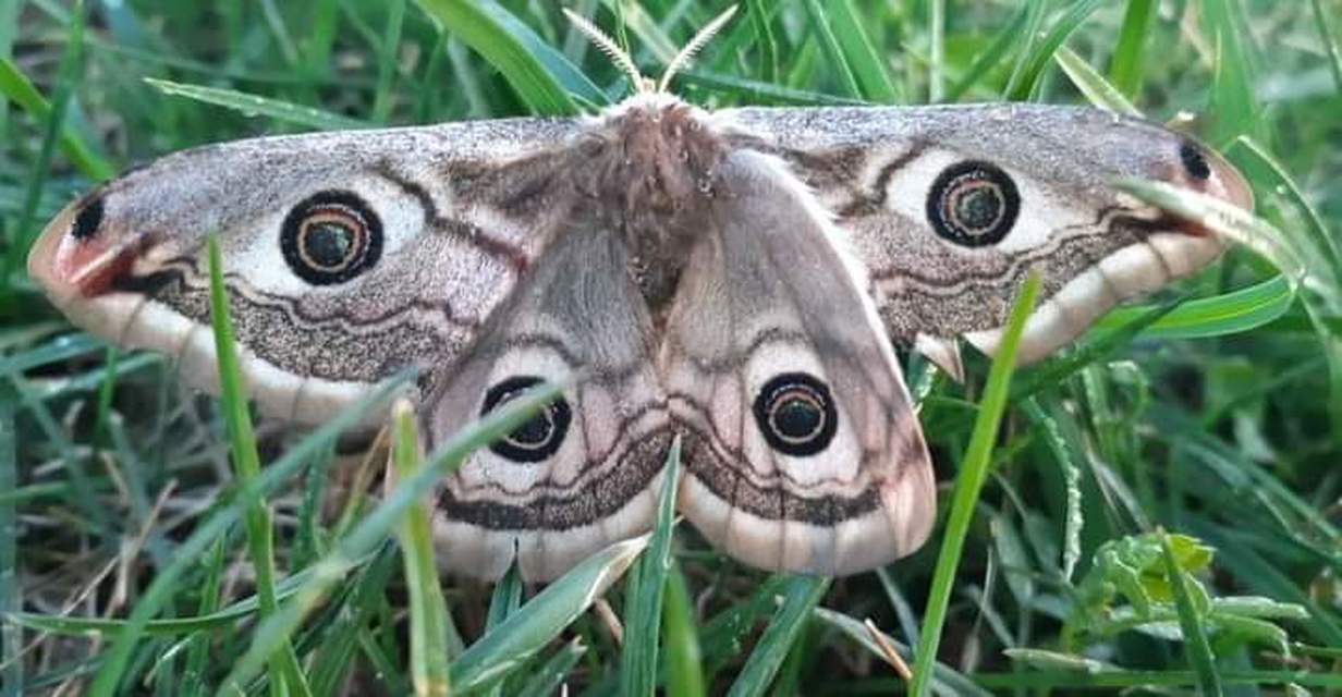 Saturnia pavoniella/pavonia