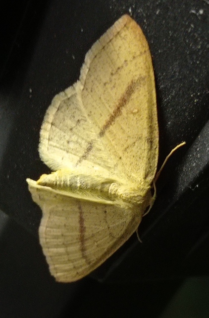 Cyclophora linearia - vonalas pettyesaraszoló