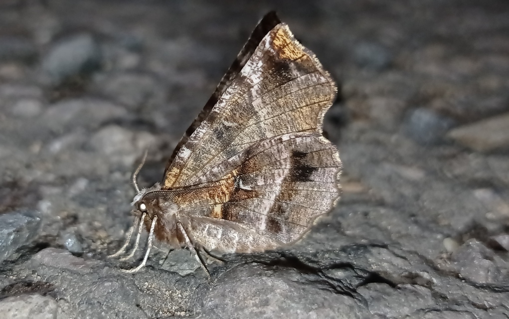 Selenia dentaria - kétfoltos holdasaraszoló