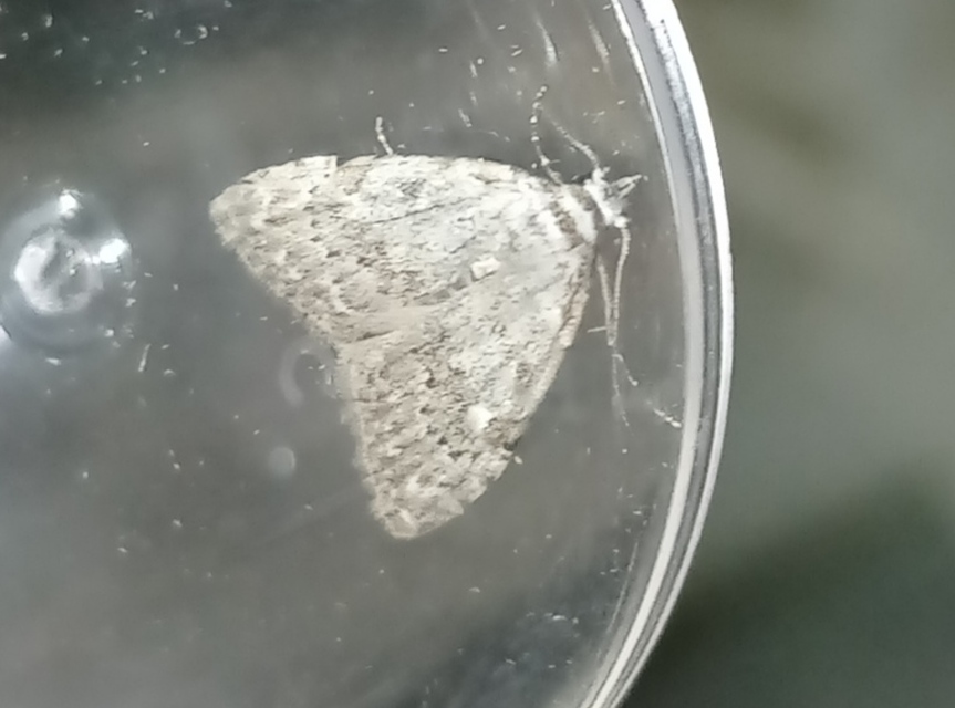 Nola confusalis - apró pamacsosszövő