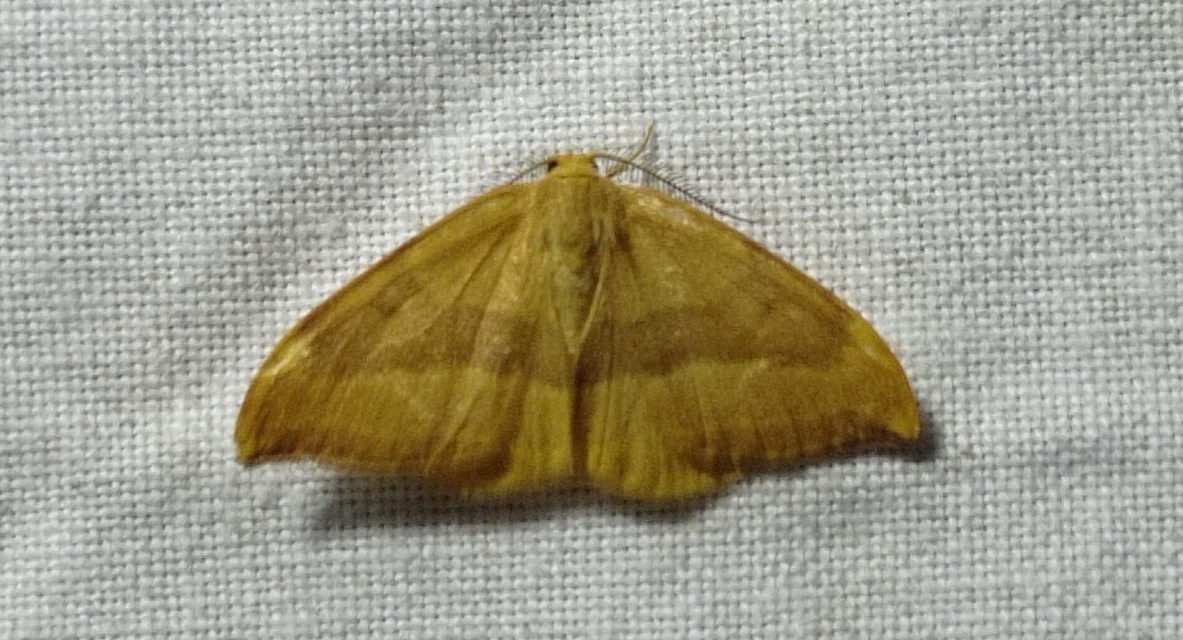 Watsonalla cultraria - bükkfa-sarlósszövő