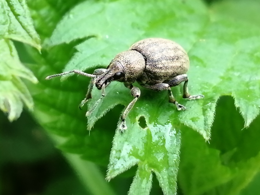 Otiorhynchus ligustici - vincellér-gyalogormányos