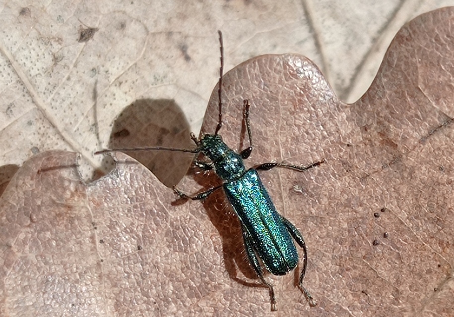 Callimus angulatus - zöld tölgycincér