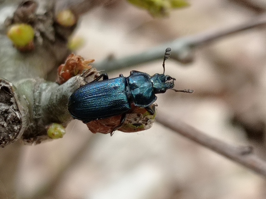 Platycerus caraboides - kis fémesszarvasbogár