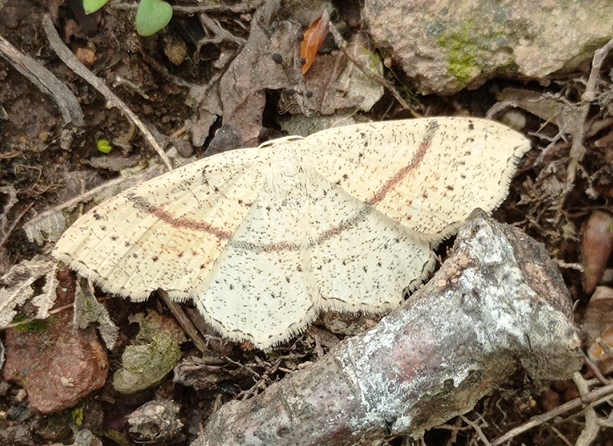 Cyclophora punctaria - sávos pettyesaraszoló