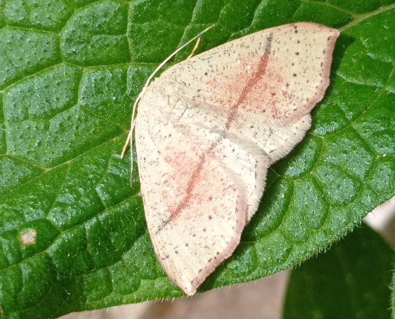 Cyclophora punctaria - sávos pettyesaraszoló