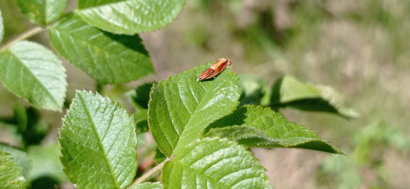 Ancylis mitterbacheriana - tölgysodró horgasmoly